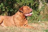 DOGUE DE BORDEAUX 435